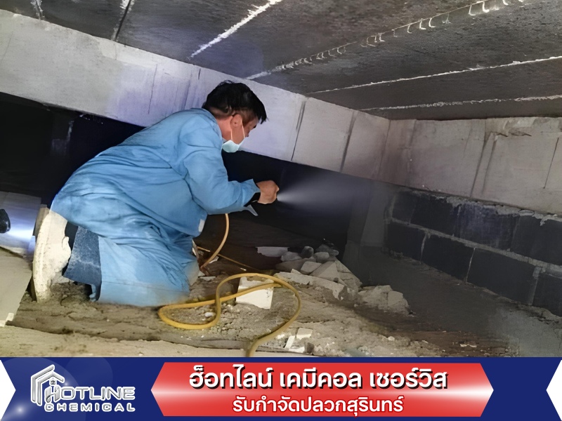 รับกำจัดปลวกด่วนสุรินทร์