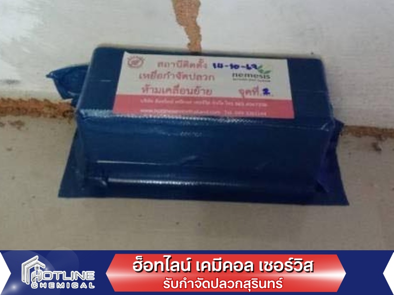 กำจัดปลวกด้วยการวางเหยื่อสุรินทร์